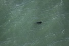 Missing Picture